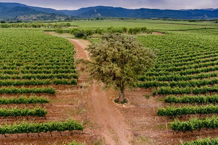 bodegas-queiron-vinedos
